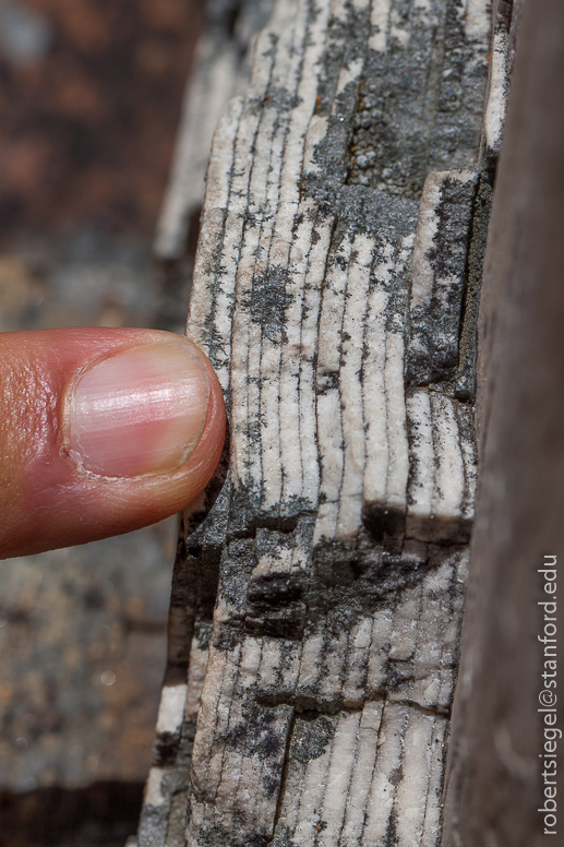 Petrified Forest